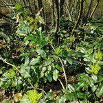 Berberis aquifolium Habitus