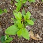 Rhododendron calendulaceumBlad