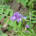Vicia ludoviciana Flor