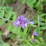 Vicia ludoviciana Flower