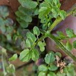 Cardamine flexuosa Fuelha