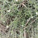 Heliotropium strigosum ᱥᱟᱠᱟᱢ