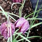 Fritillaria meleagris Kvet