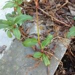 Polygonum cognatum Leaf