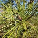Pinus resinosa Muu