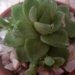 Haworthia cymbiformisLeht