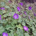 Geranium platypetalum Цвят