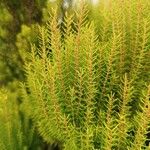 Erica azorica Fuelha