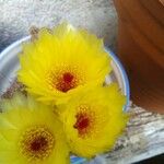 Ferocactus cylindraceus Květ