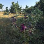 Eryngium leavenworthii 花