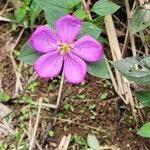 Dissotis rotundifolia Цвят