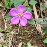 Dissotis rotundifolia ফুল