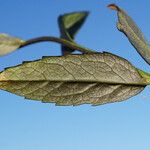 Adenophora liliifolia Lehti