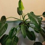 Philodendron martianum Blad