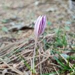 Crocus corsicus Flower