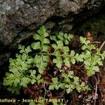 Asplenium cuneifolium Blatt