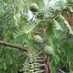 Metasequoia glyptostroboides Fruit