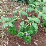 Capsicum pubescens Leaf