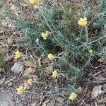 Helichrysum saxatile Агульны выгляд