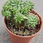 Euphorbia susannae Feuille