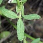 Trifolium strictum Feuille