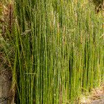 Equisetum hyemale Hábito