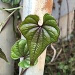 Dioscorea oppositifolia برگ