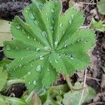 Alchemilla acutiloba Folio