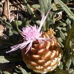 Rhaponticum coniferum Flower