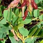 Hedysarum hedysaroides Corteza