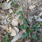 Goodenia hederacea Yaprak