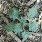 Senecio viscosusBlatt