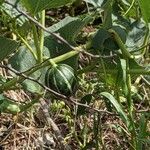 Cucurbita foetidissima Frukt