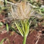 Tragopogon dubius Fruit