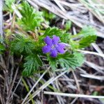 Geranium potentillifolium പുഷ്പം