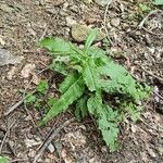 Rumex patientiaLevél