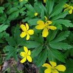 Anemone ranunculoides Blomma