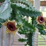 Huernia zebrina Cvet