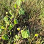 Abutilon grandiflorum Leaf