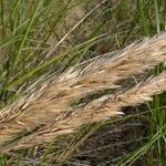 Calamagrostis breviligulata Fruit