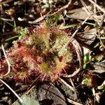 Drosera brevifolia Ліст