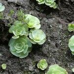 Aeonium aureum Blad