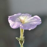 Petunia axillaris Λουλούδι