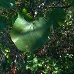 Cercis siliquastrum Leaf