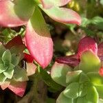 Sedum palmeriList