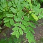 Caragana arborescens पत्ता