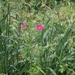 Callirhoe digitata Blomst