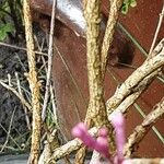 Syringa pubescens Bark