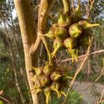 Eucalyptus conferruminata ᱡᱚ