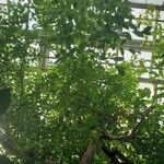 Bursera simaruba ഇല